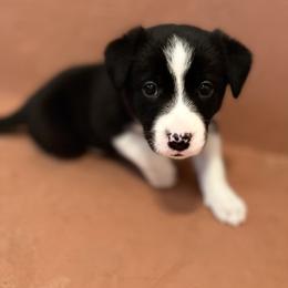 Border Collie Puppies from Poteet Pups