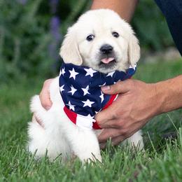 Aslan - Light golden male Golden Retriever puppy in Morris, Minnesota from Midwest English Cream Goldens