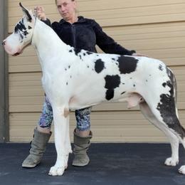 Boo - Great Dane