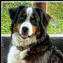 Daisy - Bernese Mountain Dog