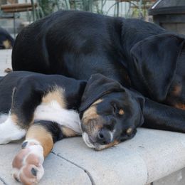 Transylvanian Hounds from California Transylvanian Hounds