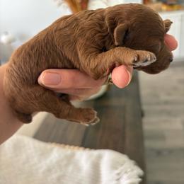 Blue - Red  male Poodle puppy in Brooksville, Florida from Abby’s Standard Goldendoodles