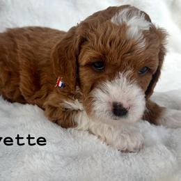 Goldendoodle All Grown Up from Lady's Liberty Litter