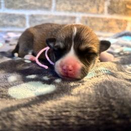 Pink Collar Female - Sable female Pembroke Welsh Corgi puppy in Mcarthur, Ohio from Bentley Corgis LLC