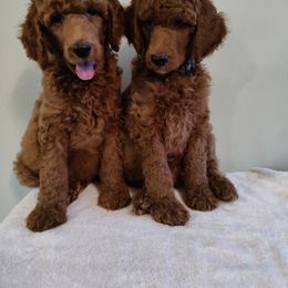Girl 6 - Poodle puppy in Gastonia, North Carolina from Singer Standards