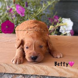 Betty - Apricot female Goldendoodle puppy in Lancaster, Minnesota from North Star Dog Training