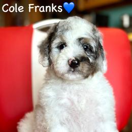 Cole Franks - Blue merle male Aussiedoodle puppy in Lancaster, Minnesota from Finney Ranch