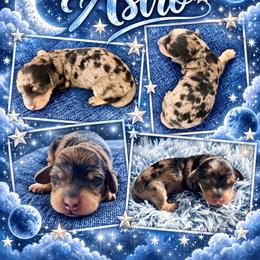 Astro - Dapple male Dachshund puppy in High Hill, Missouri from High Hill Hounds