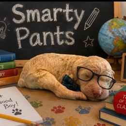 Smarty Pants - Cream male Goldendoodle puppy in Social Circle, Georgia from Poppiedoodle Farms