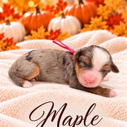 Maple - Merle female Bernedoodle puppy in Idaho from Bernese By Barzees