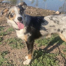 Miniature Australian Shepherds from VB Silver Spurs Aussies