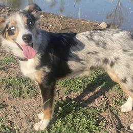 Miniature Australian Shepherds from VB Silver Spurs Aussies
