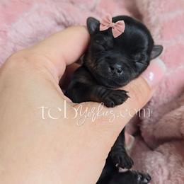 Faith - Black and tan female Yorkshire Terrier puppy in Greenwood County, South Carolina from TCB Yorkies