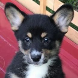 American Corgi and Pembroke Welsh Corgi Puppies from Bejay’s Corgis