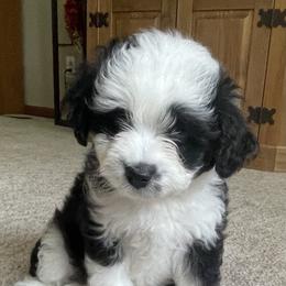 Aussiedoodle All Grown Up from Mini AussieDoodles on Meadow Lane