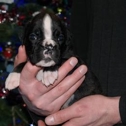 Sammy - Brindle male Boxer puppy in Thompson, Pennsylvania from Moonlitboxers