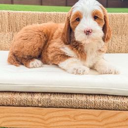 Cheddar - Red  male Goldendoodle puppy in Calvin, Oklahoma from BellaDoodles