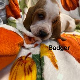Badger - Red and white male Basset Hound puppy in Ringling, Oklahoma from BnL Bassets