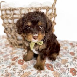 Hawk - green collar boy - Chocolate male Cavapoo puppy in Melbourne, Florida from Space Coast Doodle Co.