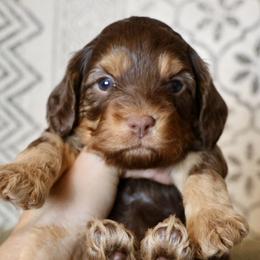 Bernedoodle and Cavapoo Puppies from Lawler’s Legacy Litters