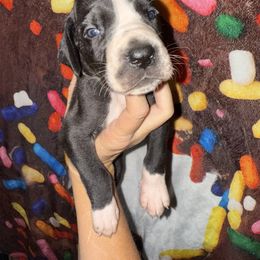 Asami - Black and white female Great Dane puppy in Orange Grove, Texas from Shadow Veil Dane’s