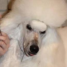 Poodles from V & E Standard Poodles