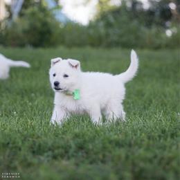 Green collar - White female Berger Blanc Suisse puppy in Chestnut, Illinois from Fireside Fernweh