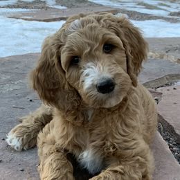 Bernedoodle and Goldendoodle Puppies from Colorado Springs Doodles