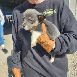 Blue girl - Blue female Pembroke Welsh Corgi puppy in Odessa, Missouri from LOYAL T K9's CORGIS
