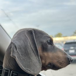 Otis - Dachshund