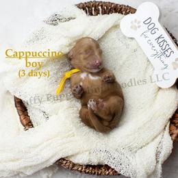 Cappuccino  YELLOW COLLAR  Boy 3500 - Red  male Goldendoodle puppy in Corona, California from Fluffy Puppy Mini Doodles LLC