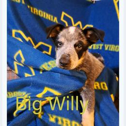 Willie - Blue male Australian Cattle Dog puppy in Morgantown, West Virginia from Hilltop Heelers