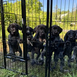 German Wirehaired Pointer puppies from Granite State Gun Dogs