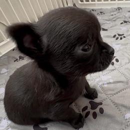 AKC Dancer, 4200.00 - Black and white female Chihuahua puppy in Northern, Colorado from Wild Mountain Chihuahuas