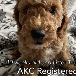 Orange Collar - Boy2 - Poodle puppy in Houston (Rosenberg Area), Texas from Danielle's Poodles