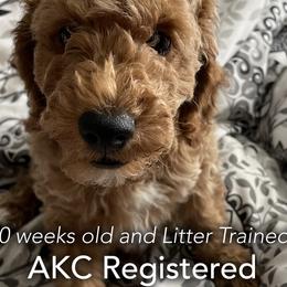 Orange Collar - Boy2 - Poodle puppy in Houston (Rosenberg Area), Texas from Danielle's Poodles