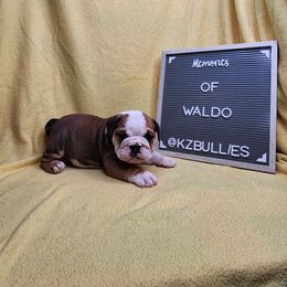 Waldo - Red and white male Bulldog puppy in Hillsdale County, Michigan from KZ Bullies LLC