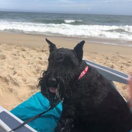 Miniature Schnauzers from Westchester Miniature Schnauzer