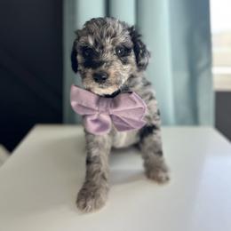 Snowflake - White and blue merle female Bordoodle puppy in Valley Center, California from Circle R Valley Bordoodls
