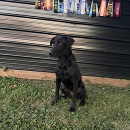 Postal - Labrador Retriever