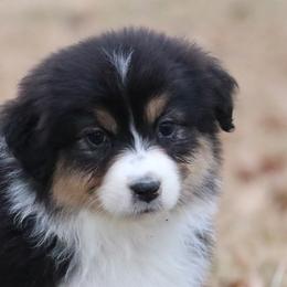 Australian Shepherd Puppies from Silverbrook Australian Shepherds
