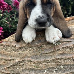 Basset Hound Puppies from Susan's Basset Hounds