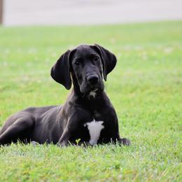 Delilah - Black female Great Dane puppy in Caldwell, Ohio from Folklore Kennel