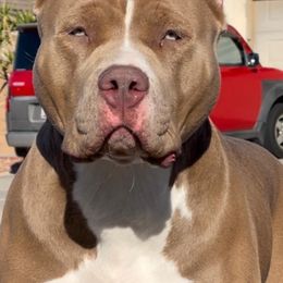 American Bullies from Forgiati American Bullies