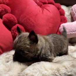 Zeus - Wheaten brindle male Cairn Terrier puppy in Lipan, Texas from Flyin G Cairns