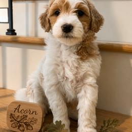 Acorn: from a tiny start grows a mighty oak - Parti male Goldendoodle puppy in Placerville, California from New Dawn Poodles and Doodles