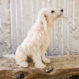Cockapoo Puppies from Cowboy Country Cockapoos