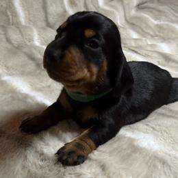 Milo - Black and tan male Dachshund puppy in Cypress, Texas from Sweet Little Churros