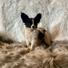 Boy 2 - White and black male Papillon puppy in Missouri from Lovely Acres