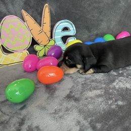 Daisy - Black and tan Dachshund puppy in Buford, Georgia from Emory Farm Dachshunds